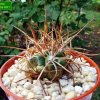 Copiapoa_ coquimbana_ KK1 _04